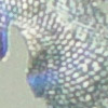 燙金61-80